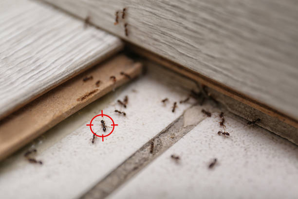 Best Mosquito Control Services  in Brandon, FL