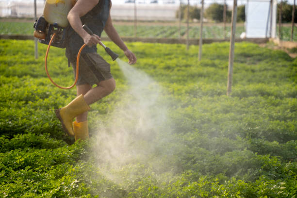 Best Pest Inspection Near Me  in Brandon, FL