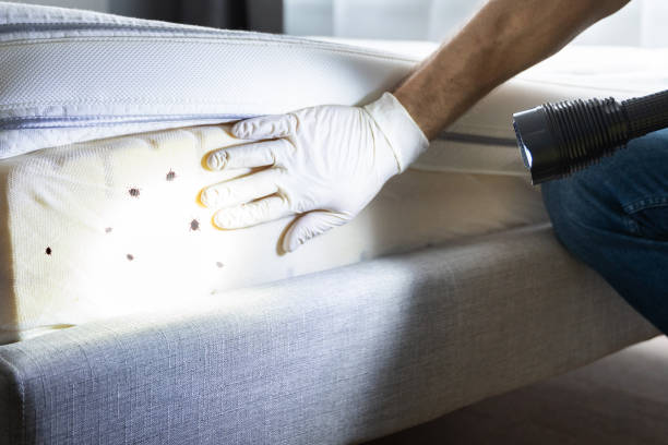Best Pest Prevention Services  in Brandon, FL