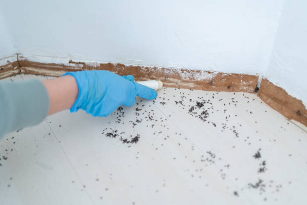 Best Insect Control  in Brandon, FL